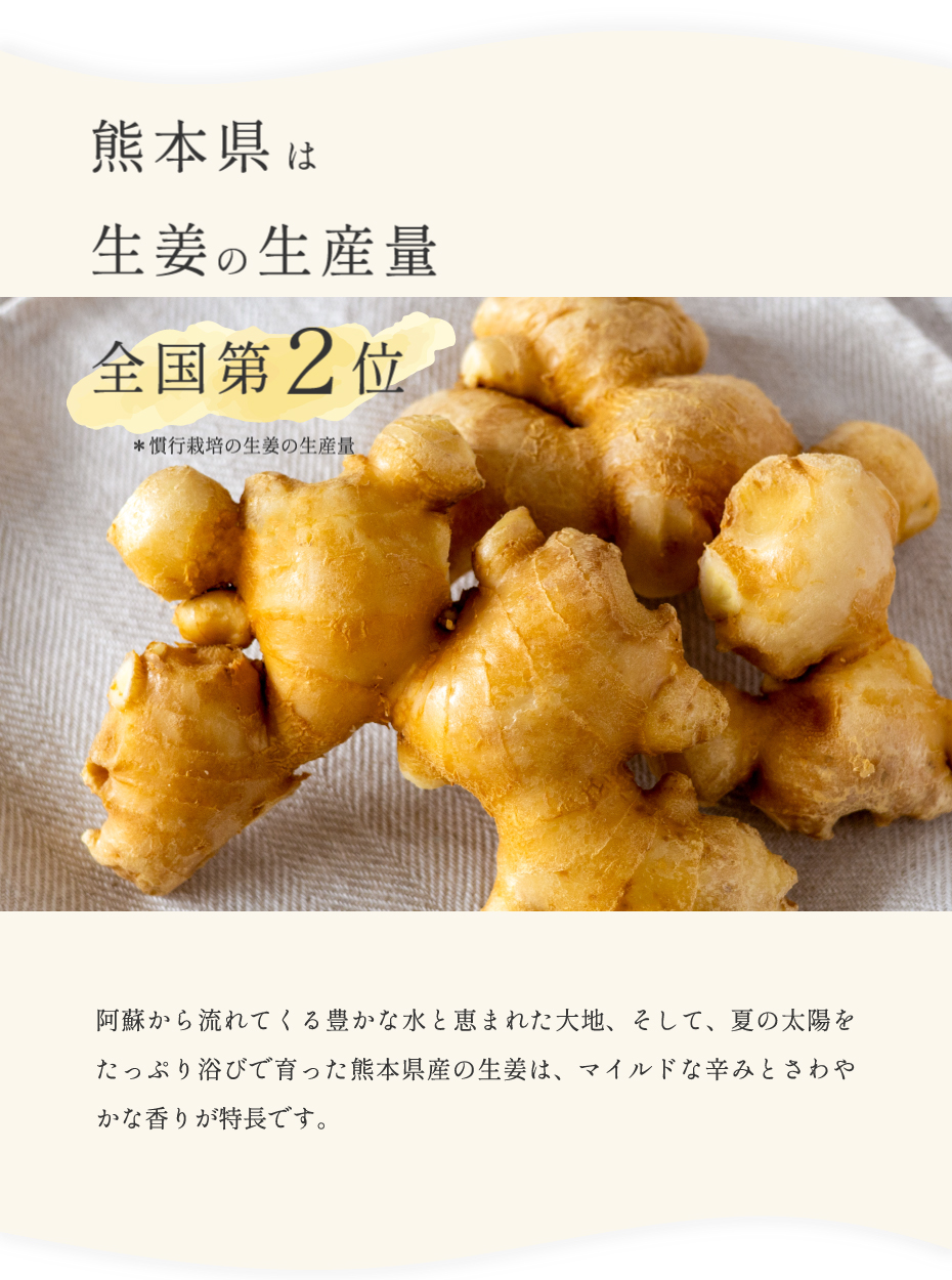 熊本県は生姜の生産量第2位 阿蘇から流れてくる豊かな水と恵まれた大地、そして、夏の太陽をたっぷり浴びて育った熊本県産のショウガは、マイルドな辛みと、爽やかな香りが特長です。