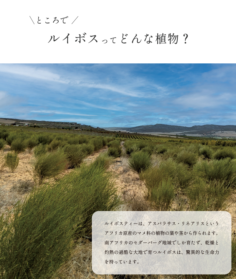 ルイボスってどんな植物