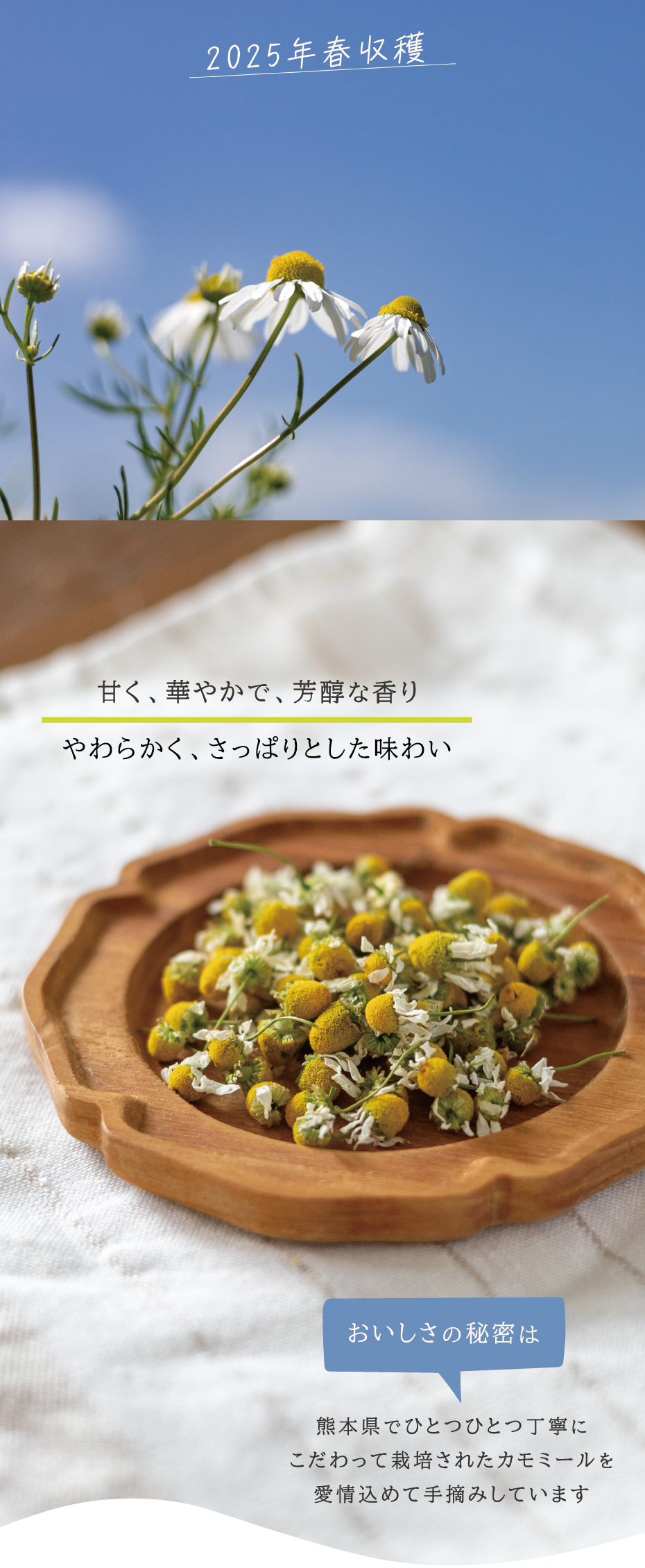カモミール 国産