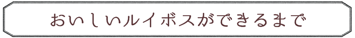 おいしいルイボスができるまで