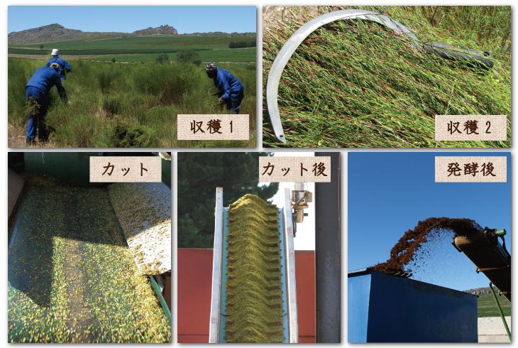 ルイボスの農園写真 収穫~発酵後