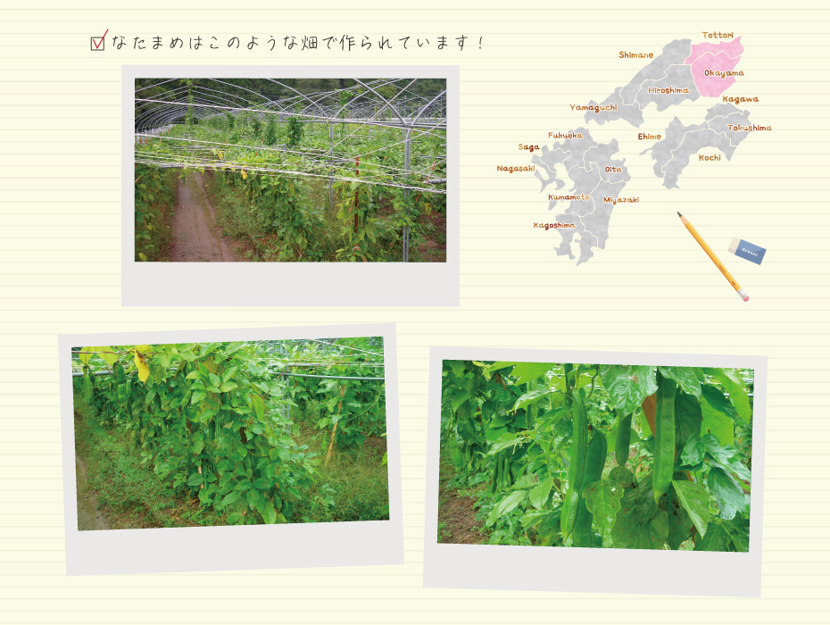 なたまめ茶産地