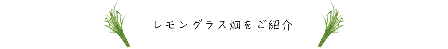 レモングラス ハーブ園