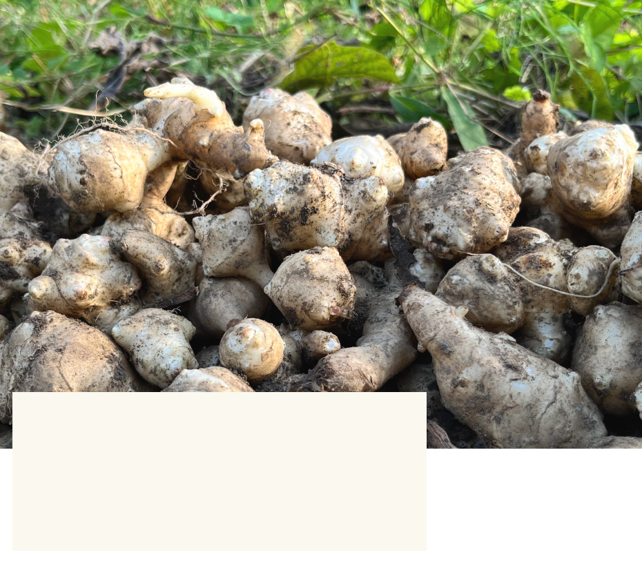 熊本の冬は、盆地特有の地形により、昼間は温暖で夜は霜が降りたり積雪が見られるほど冷え込み、大きな寒暖差が生じます。この寒暖差により、植物は栄養をため込む性質があるため、おいしい菊芋が育ちます。