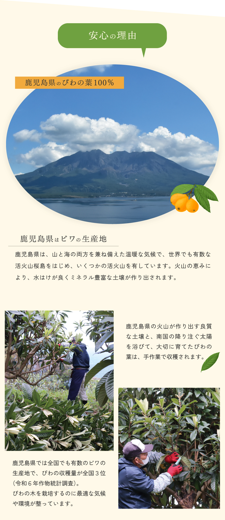 安心の理由。鹿児島県産のびわの葉100％。