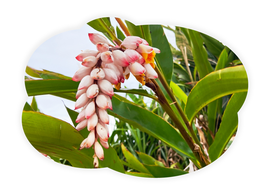 沖縄伝統の和漢ハーブ 月桃