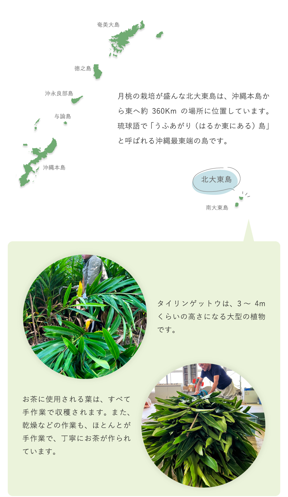 月桃の栽培が盛んな北大東島産の月桃茶